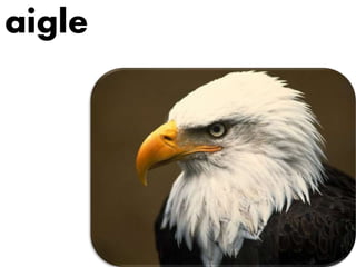 aigle
 