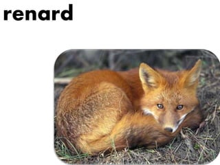 renard
 