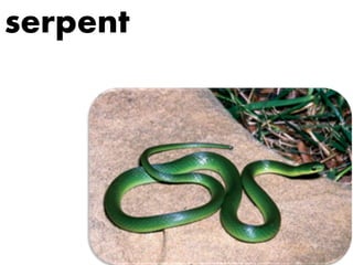 serpent
 