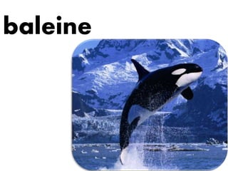 baleine
 