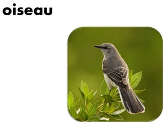 oiseau
 