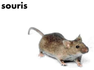 souris
 
