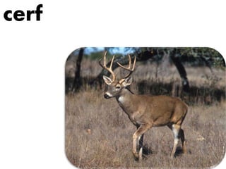 cerf
 