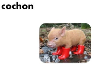 cochon
 