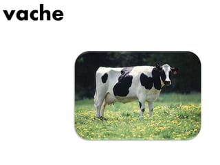 vache
 