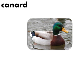 canard
 