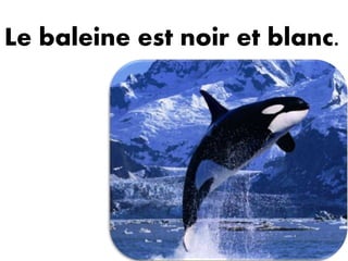 Le baleine est noir et blanc.
 