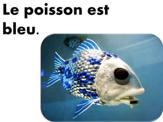 Le poisson est
bleu.
 