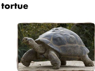 tortue
 