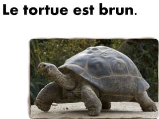 Le tortue est brun.
 