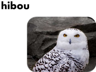 hibou
 