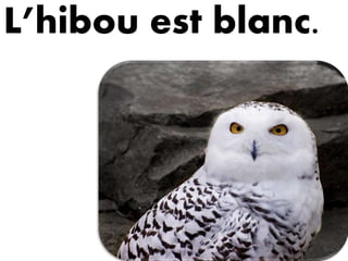 L’hibou est blanc.
 