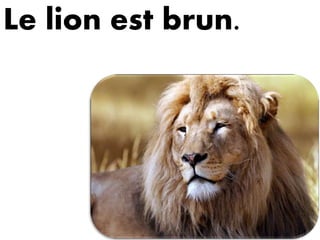 Le lion est brun.
 