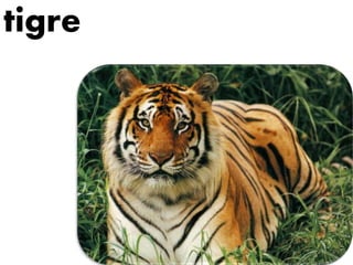 tigre
 