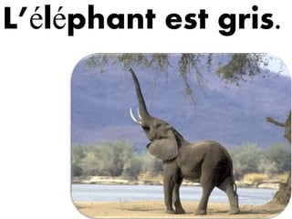 L’éléphant est gris.
 