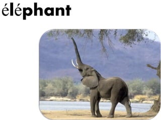 éléphant
 
