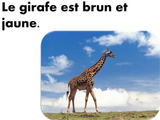 Le girafe est brun et
jaune.
 