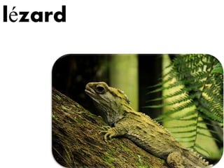 lézard
 