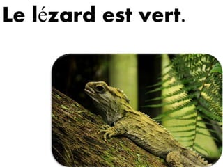 Le lézard est vert.
 