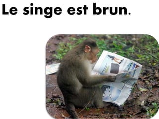 Le singe est brun.
 