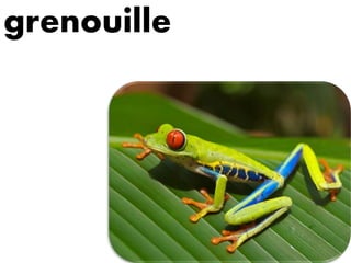 grenouille
 