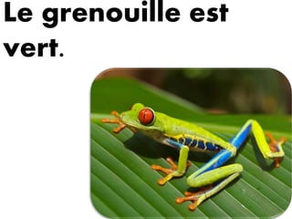 Le grenouille est
vert.
 