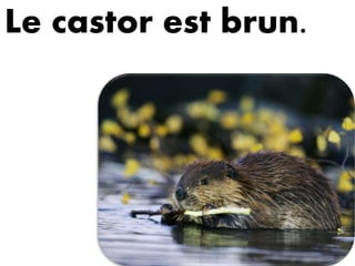 Le castor est brun.
 