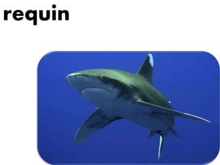 requin
 