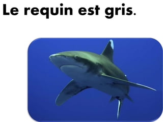 Le requin est gris.
 