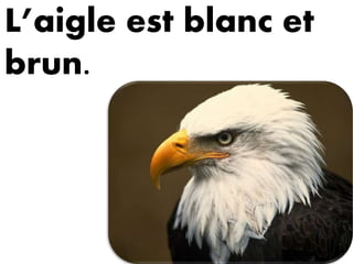 L’aigle est blanc et
brun.
 