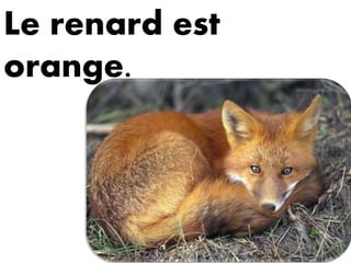 Le renard est
orange.
 