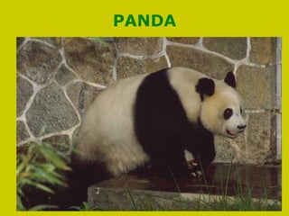 PANDA
 