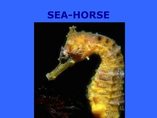 SEA-HORSE
 