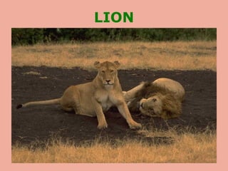 LION
 