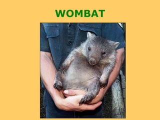 WOMBAT
 