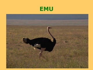EMU
 