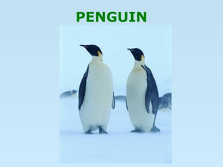 PENGUIN
 
