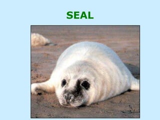 SEAL
 