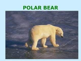 POLAR BEAR
 