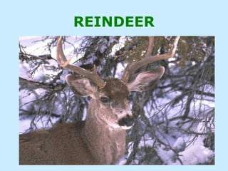 REINDEER
 