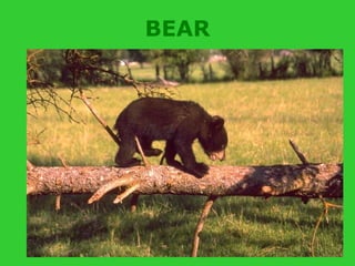 BEAR
 