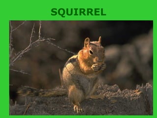 SQUIRREL
 