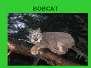 BOBCAT
 