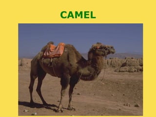 CAMEL
 