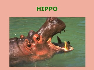 HIPPO
 