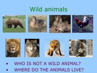Wild animals
• WHO IS NOT A WILD ANIMAL?
• WHERE DO THE ANIMALS LIVE?
 