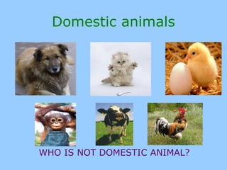 Domestic animals
WHO IS NOT DOMESTIC ANIMAL?
 