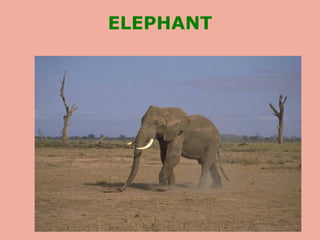 ELEPHANT
 