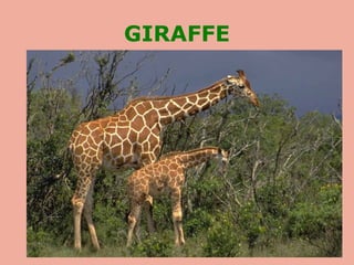 GIRAFFE
 