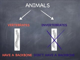 ANIMALS

VERTEBRATES

INVERTEBRATES

HAVE A BACKBONE DON´T HAVE A BACKBONE

 